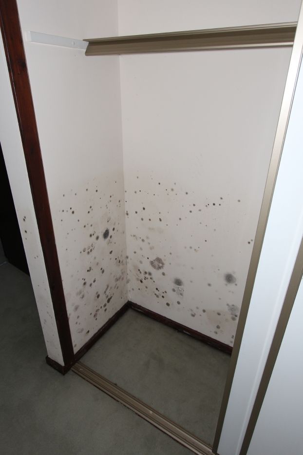 painting over water damaged/mouldy plaster boards www